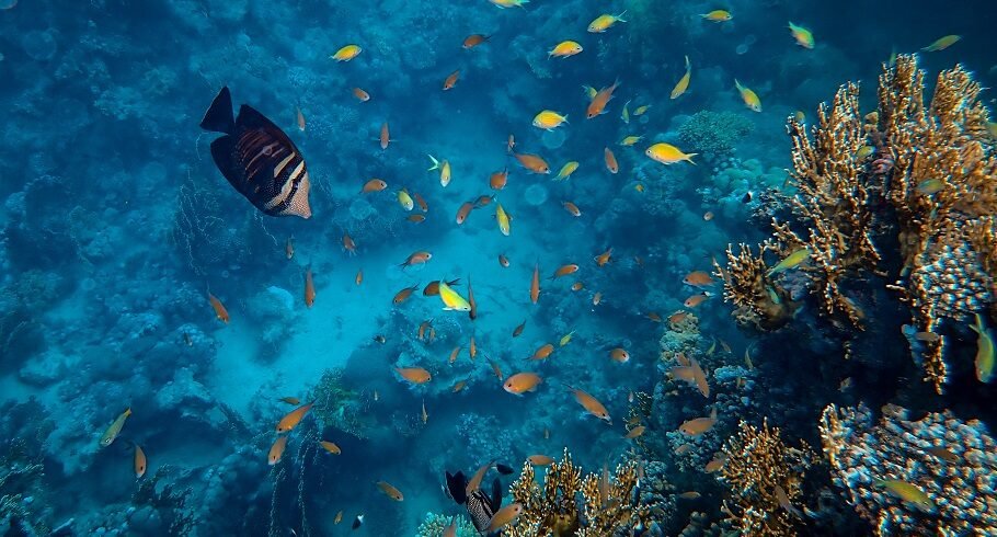 Beautiful fish swimming around corals under the sea